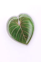 Plant Lover Phone Girp Tropical Leaf